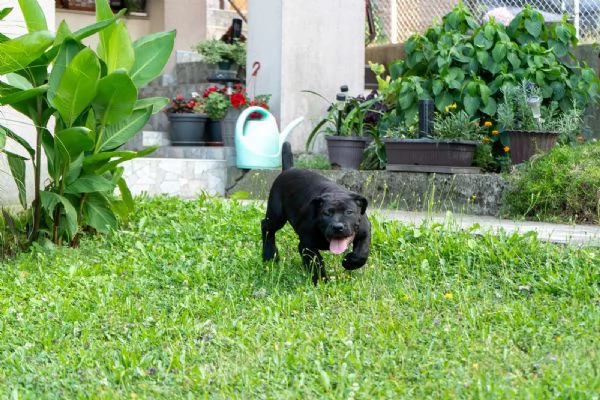 Cuccioli di Mastino Sudafricano  Boerboel | Foto 6