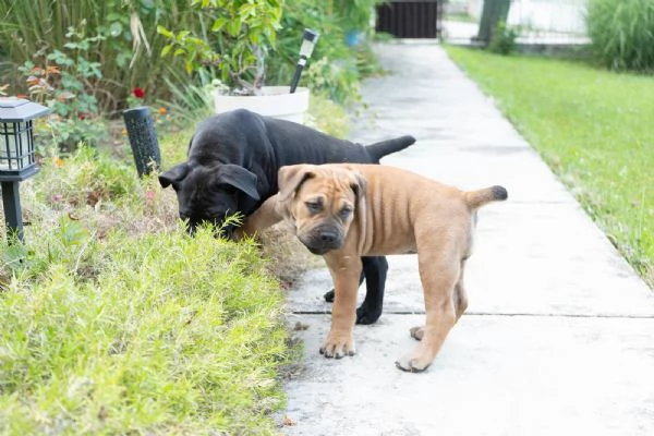 Cuccioli di Mastino Sudafricano  Boerboel | Foto 5