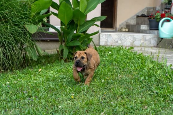 Cuccioli di Mastino Sudafricano  Boerboel | Foto 4