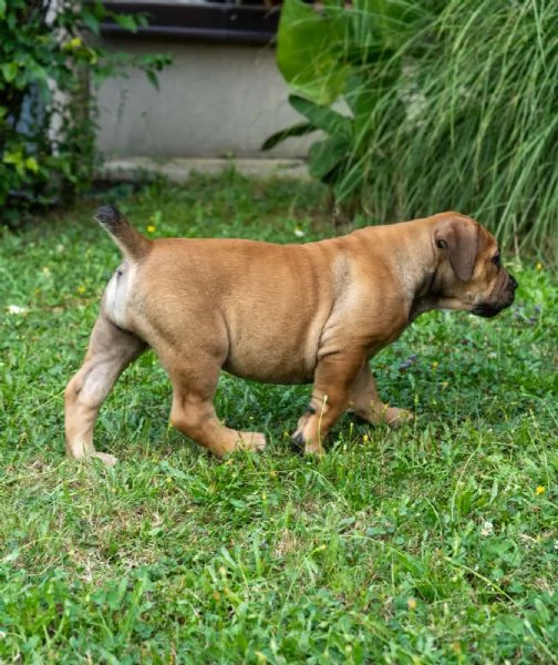 Cuccioli di Mastino Sudafricano  Boerboel | Foto 3