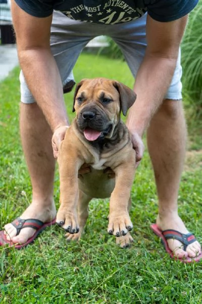 Cuccioli di Mastino Sudafricano  Boerboel | Foto 2