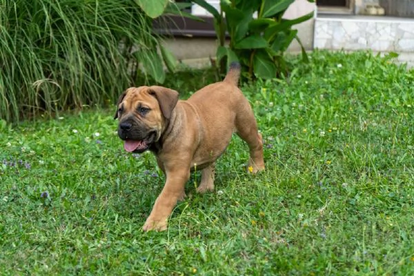 Cuccioli di Mastino Sudafricano  Boerboel | Foto 1