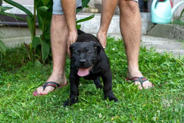 Cuccioli di Mastino Sudafricano  Boerboel
