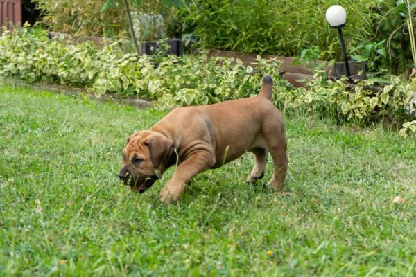 Cuccioli di Mastino Sudafricano  Boerboel | Foto 0
