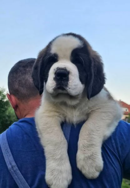 San Bernardo cuccioli maschio e femmina