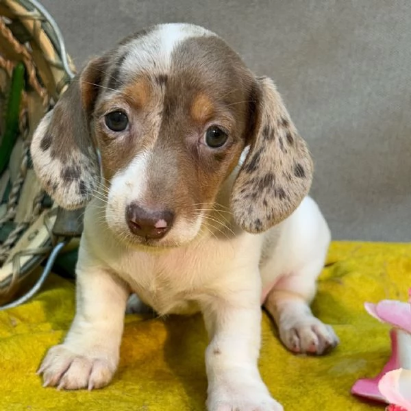 Bassotto cuccioli maschio e femmina