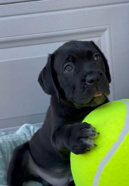 Cane Corso cuccioli maschio e femmina | Foto 0