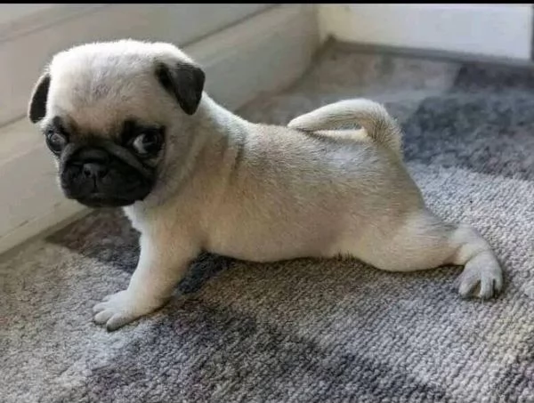 Carlino Pug cuccioli maschio e femmina | Foto 1