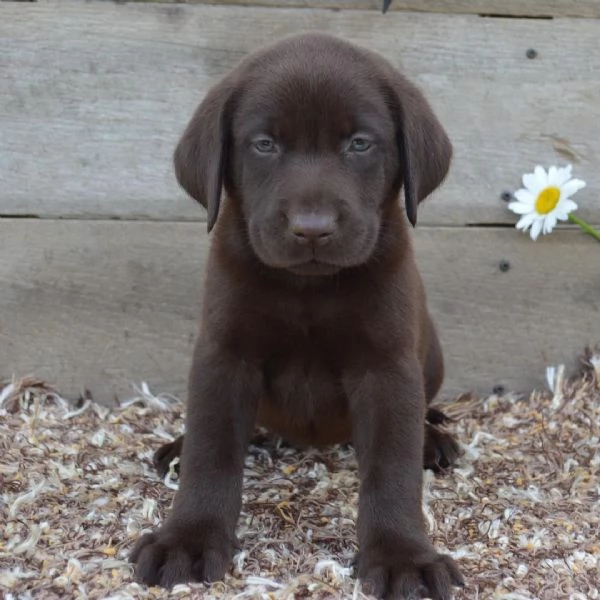 2 Labrador Retriever cuccioli maschio e femmina