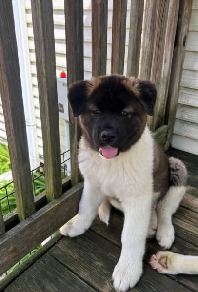 Akita Inu cuccioli maschio e femmina | Foto 1