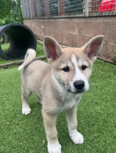 Akita Inu cuccioli maschio e femmina | Foto 0