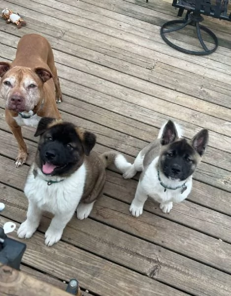 Akita Inu cuccioli maschio e femmina