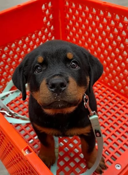 Rottweiler cuccioli maschio e femmina | Foto 0