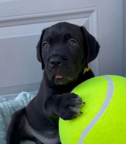 Cane Corso cuccioli maschio e femmina | Foto 0
