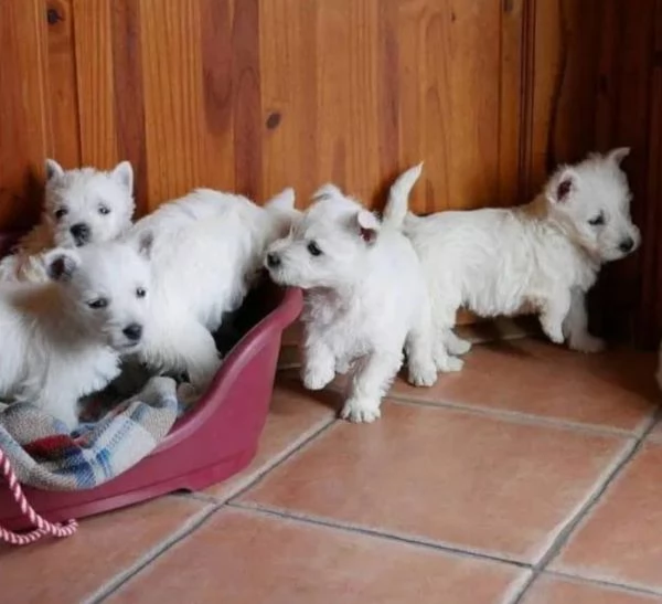 West Highland White Terrier cuccioli maschio e femmina | Foto 0
