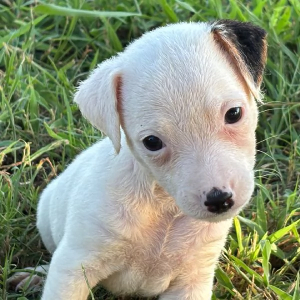 Jack Russell cuccioli maschio e femmina | Foto 1