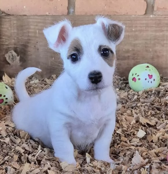 Jack Russell cuccioli maschio e femmina