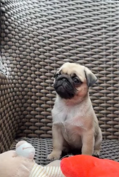8 Carlino Pug cuccioli maschio e femmina