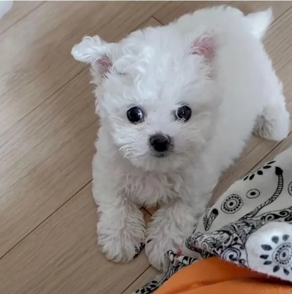 2 Maltese Toy cuccioli maschio e femmina