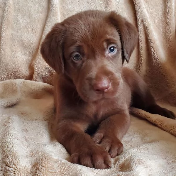 20 Labrador Retriever cuccioli maschio e femmina