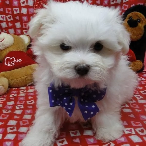 Maltese cuccioli maschio e femmina