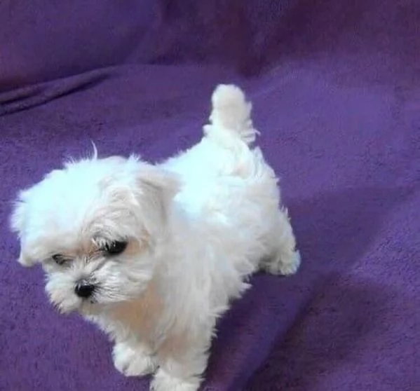 Maltese cuccioli maschio e femmina | Foto 0