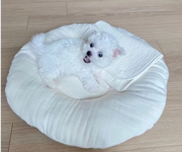 Maltese cuccioli maschio e femmina