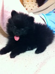 Pomeranian Toy cuccioli maschio e femmina | Foto 0