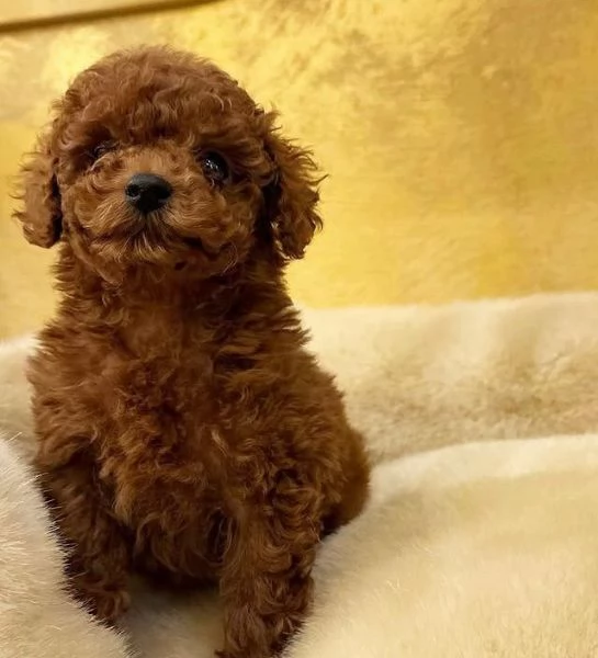 Barboncino Toy cuccioli maschio e femmina