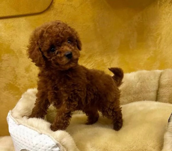 Barboncino Toy cuccioli maschio e femmina | Foto 0