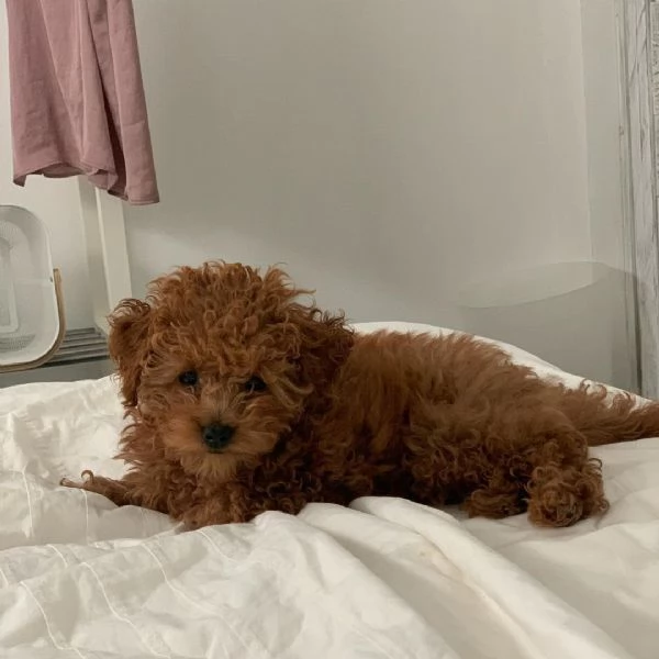 Barboncino Toy cuccioli maschio e femmina