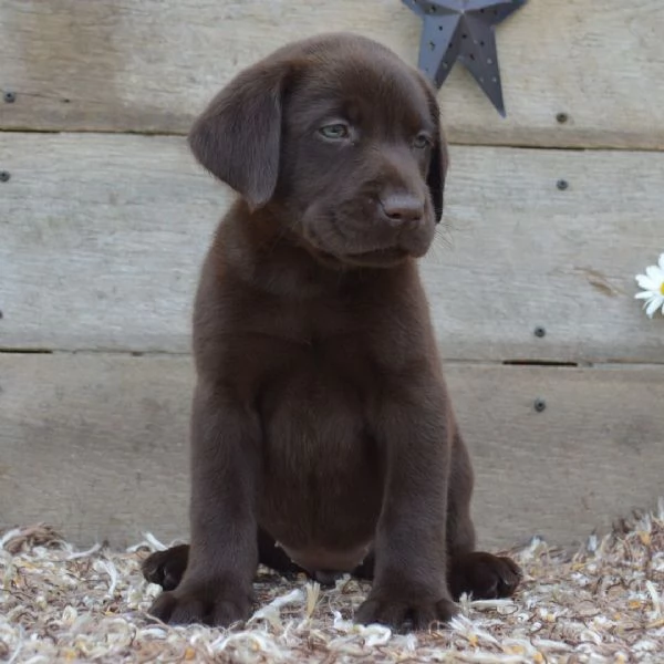 Labrador Retriever cuccioli maschio e femmina | Foto 0