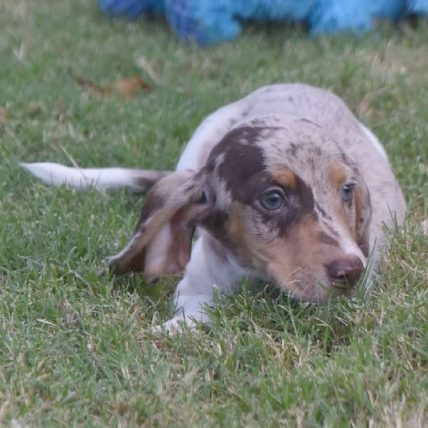 Bassotto Toy cuccioli maschio e femmina