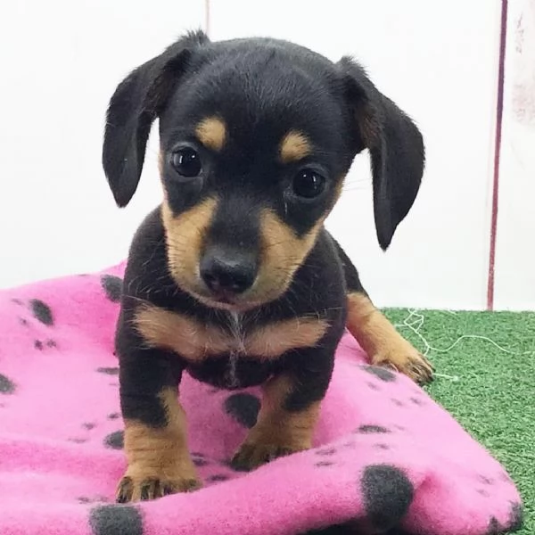 Bassotto Toy cuccioli maschio e femmina