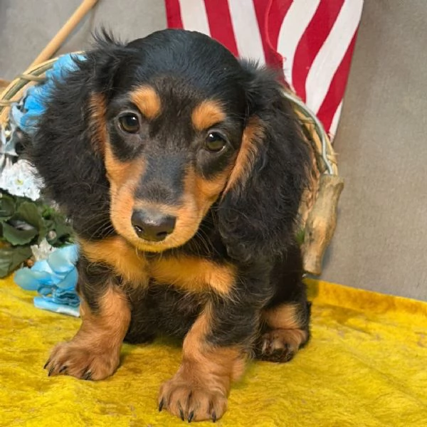 Bassotto Toy cuccioli maschio e femmina