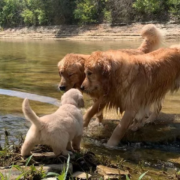 Golden Retriever cuccioli maschio e femmina | Foto 0