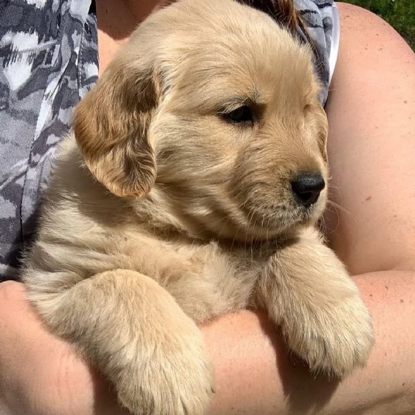 Golden Retriever cuccioli maschio e femmina