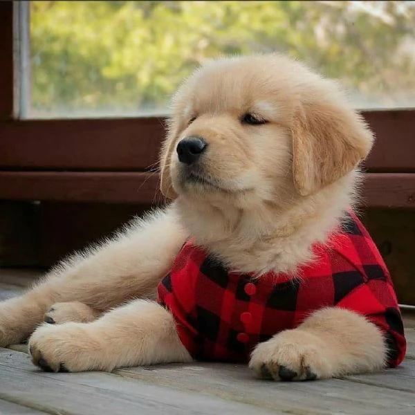 Golden Retriever cuccioli maschio e femmina | Foto 0