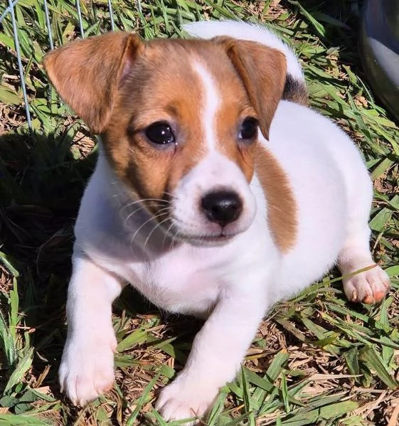 Jack Russell cuccioli maschio e femmina