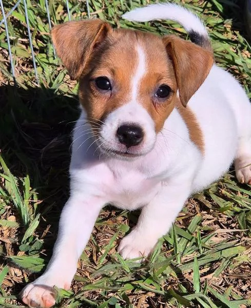 Jack Russell cuccioli maschio e femmina