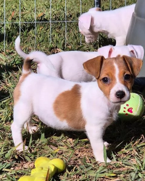 Jack Russell cuccioli maschio e femmina | Foto 0