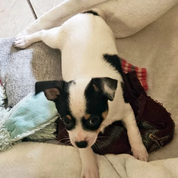 Chihuahua 