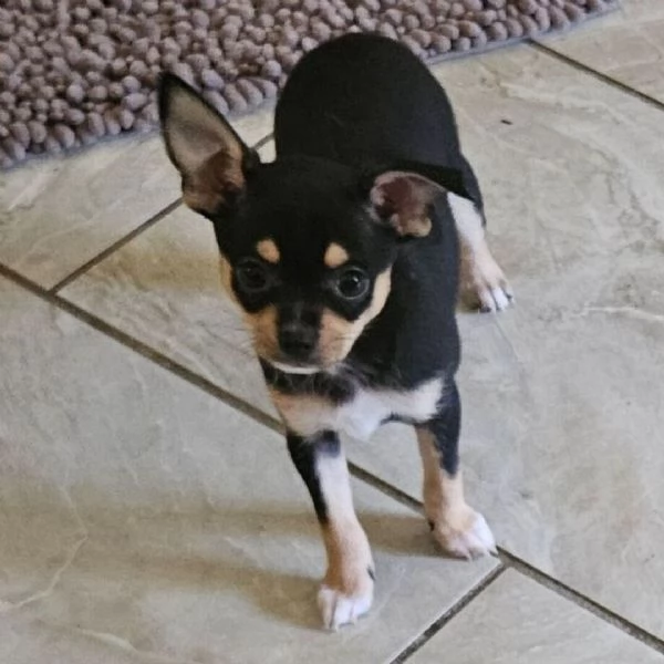 Cachorros chihuahua para adopcin