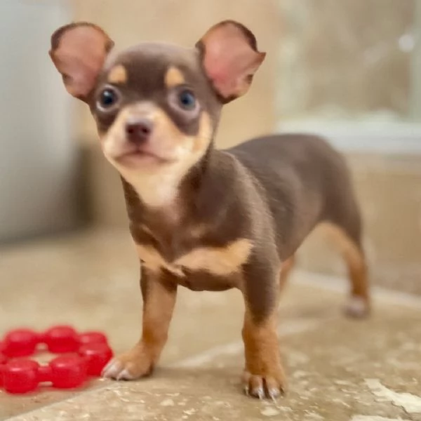 Chihuahua 
