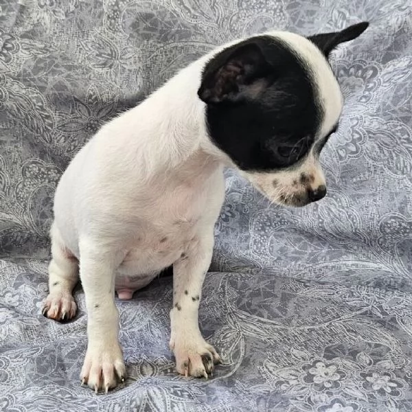 Cachorros chihuahua en adopcin