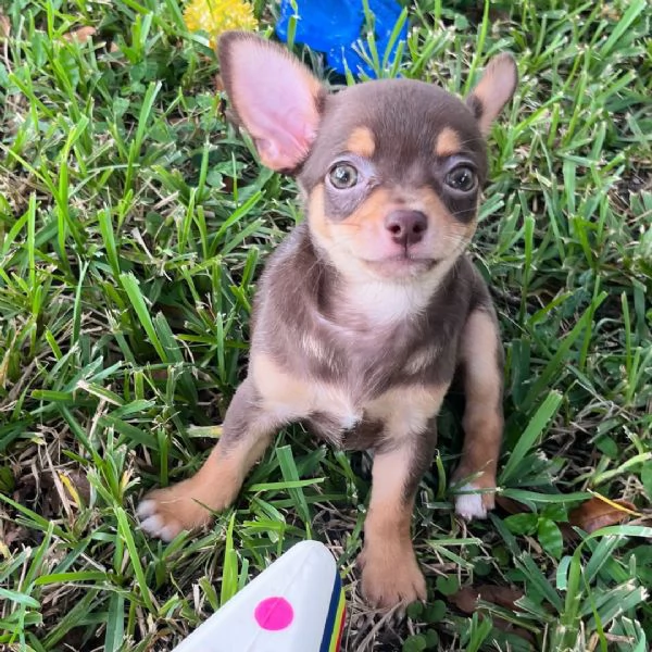 Chihuahua maschio