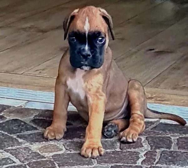 Boxer  | Foto 0