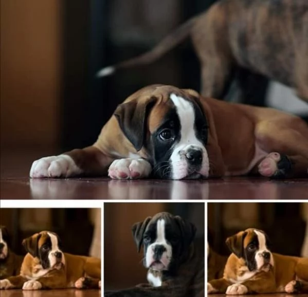 BOXER CUCCIOLI FULVI DA EXPO