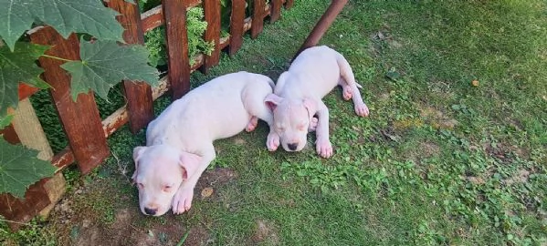Dogo Argentino  Bellissimi Cuccioli | Foto 6