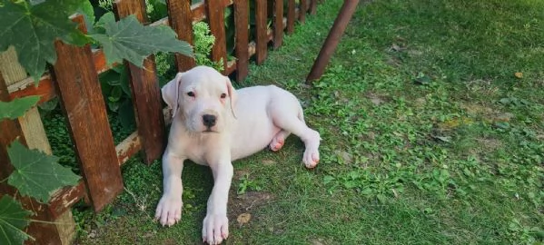Dogo Argentino  Bellissimi Cuccioli | Foto 5